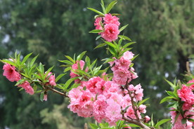 碧桃花儿