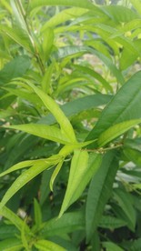 桃树