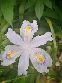 水仙花