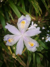 白色水仙花