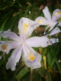 水仙花