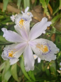 水仙花