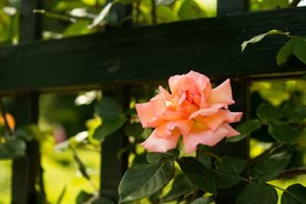 玫瑰高清花草摄影