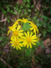 黄色野菊花