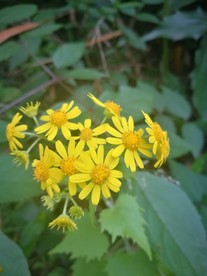 黄色野菊花
