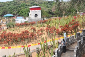 仙人掌花朵风景