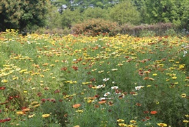 花田