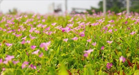 漂亮的小花野花