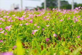 漂亮的小花野花