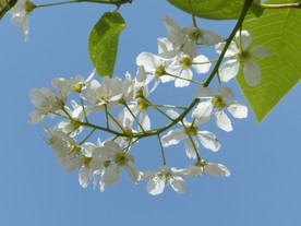 杏花