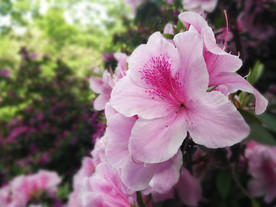 粉色杜鹃花
