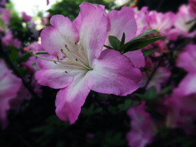 粉色杜鹃花
