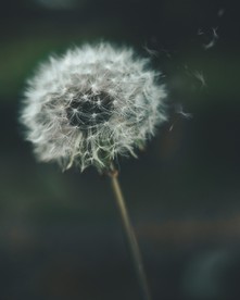 蒲公英