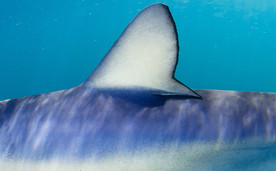 鲨鱼
