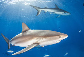 鲨鱼