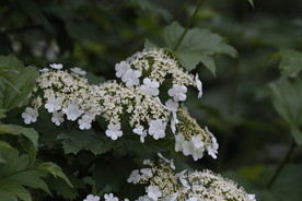 山楂花