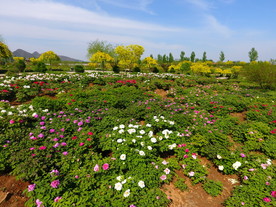 狼牙山  牡丹 花海 自然风景