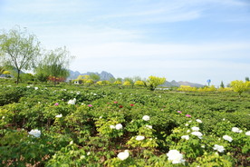 狼牙山  牡丹 花海 自然风景