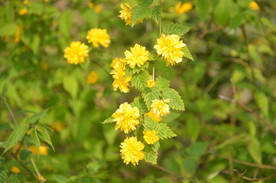重瓣棣棠花