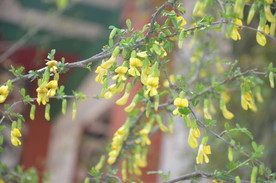 红花锦鸡儿