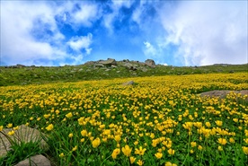 郁金香花田