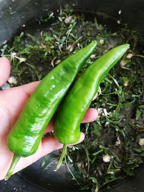 辣椒