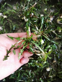 青菜