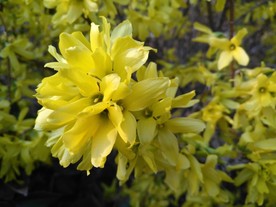 花 植物 花朵 花卉 盛开