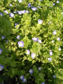 花 植物 花朵 花卉 盛开