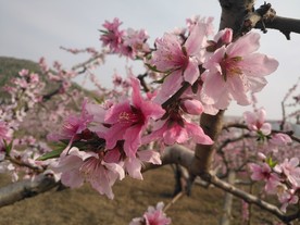 桃花 植物 花朵 花卉 盛开