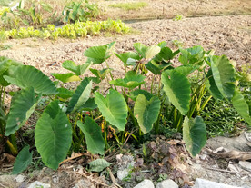 香芋