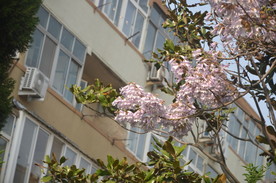 泡桐花