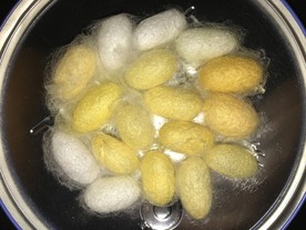蚕茧