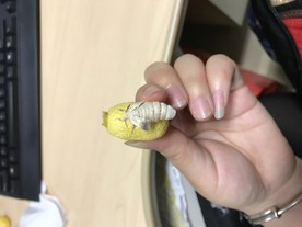 蚕蛾