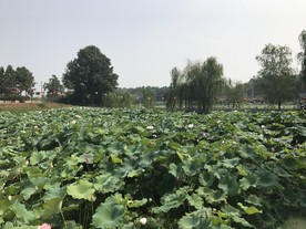 荷叶池塘