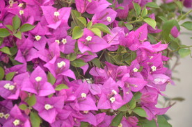 叶子花