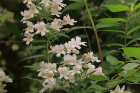 蝟实花