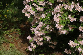 蝟实花