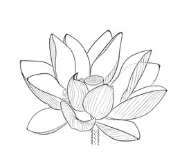 线描荷花