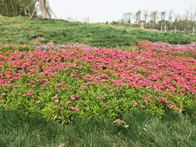公园花草地