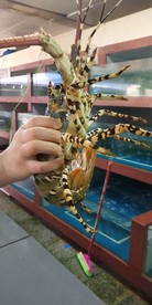 青龙虾