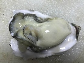 生蚝