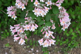 蝟实花