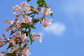 蝟实花