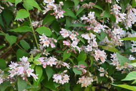 蝟实花