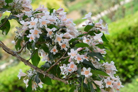 蝟实花