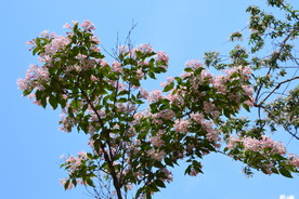 蝟实花