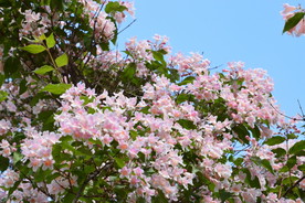 蝟实花