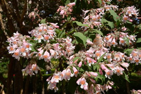 蝟实花