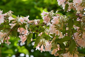 蝟实花